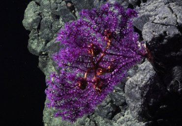 UCN y PUCV lideran alianza estratégica por la protección del Océano Pacífico