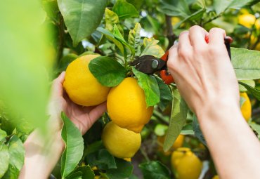 Encuentro internacional abordó los principales desafíos en la producción de cítricos