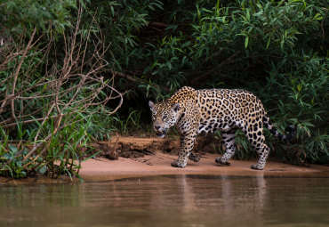 Webinar "Historias de Conservación"