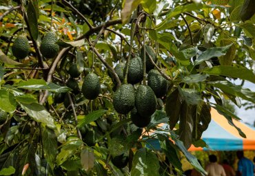 Universidad lidera investigación para anticipar efectos de la sequía en cultivos estratégicos