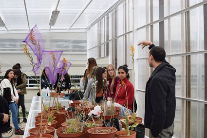 Valparaíso es el hogar de especie de orquídea en peligro crítico de extinción