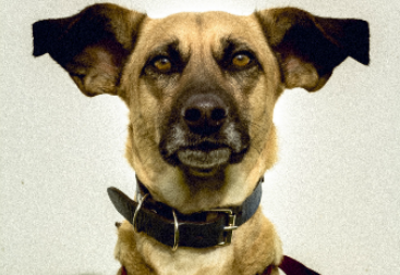 Proyección del documental chileno "Historias con pulgas"