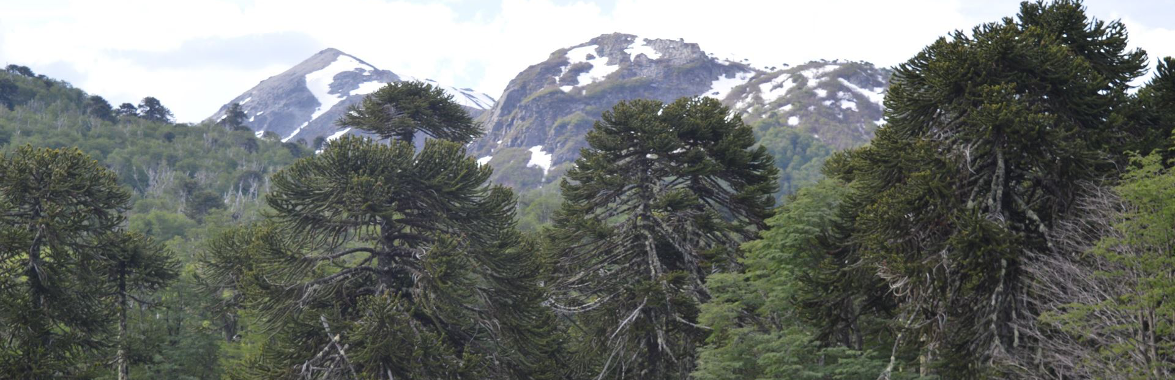 Laboratorio de Dendrocronología y Estudios Ambientales