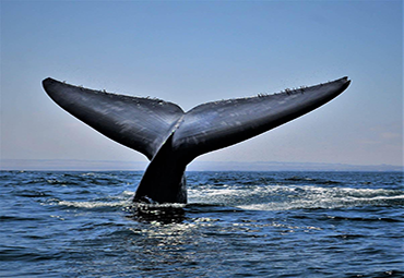 Documental "Archipiélago Humboldt, paraíso en peligro”