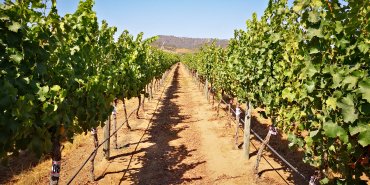 Artículo del profesor Alejandro Cáceres en El Observador de Quillota "Sauvignon blanc chilenos: Construyendo una identidad geográfica y sensorial"