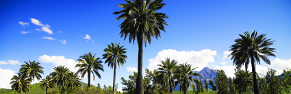 Palma chilena se podría extinguir en las próximas décadas