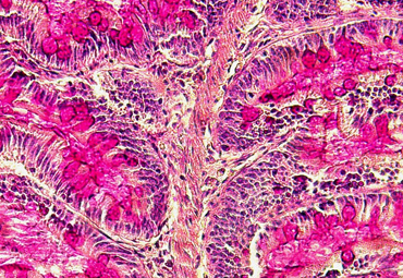 Fallo DI PUCV: Identidad Institucional 2022
