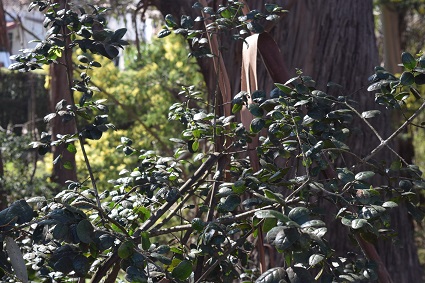 Efectos antioxidantes, antiinflamatorios y regenerativos del boldo