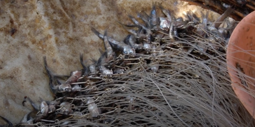 Proyecto Desarrollo y evaluación de carnadas artificiales