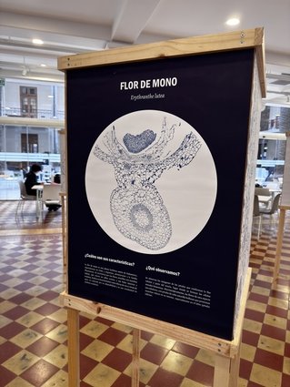 Egresados del Magíster en Ciencias Biológicas realizaron exposición de arte botánico de plantas endémicas de Valparaíso