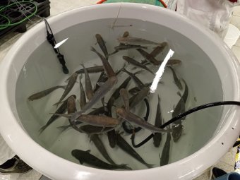 PUCV impulsa la acuicultura sustentable con nuevo proyecto sobre reproducción y larvicultura de lisa