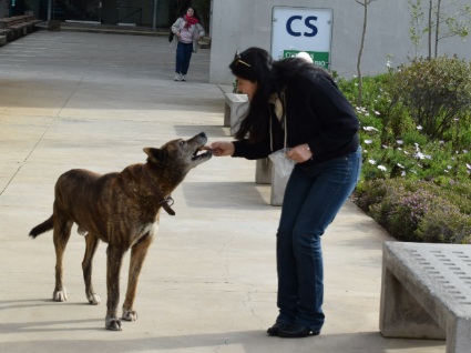 La ciencia del cuidado: Perritos Curauma
