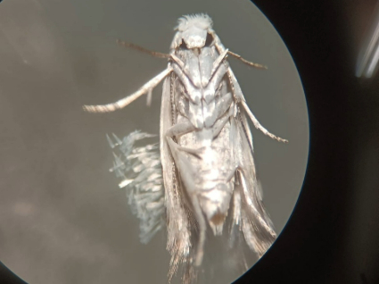 Profesor del Instituto de Química busca innovar en el combate contra plagas