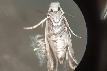 Profesor del Instituto de Química busca innovar en el combate contra plagas