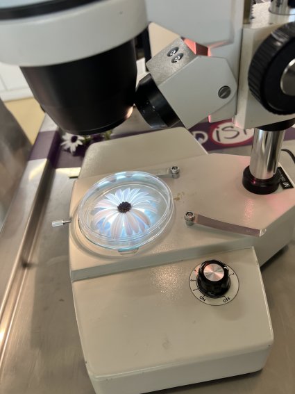 Profesores del Instituto de Biología PUCV participan de la realización del Programa Propedéutico para alumnos de enseñanza media