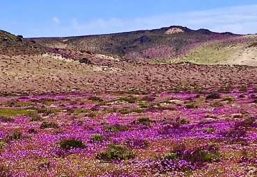 Profesor Gastón Carvallo participa en proyecto sobre Desierto Florido