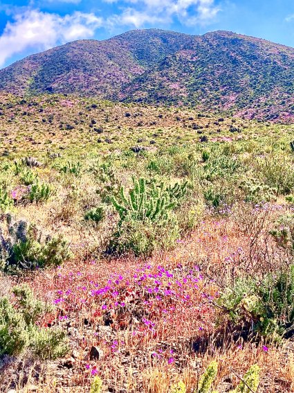 Profesor Gastón Carvallo participa en proyecto sobre Desierto Florido