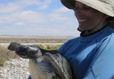 Profesora Rocío Álvarez se adjudica proyecto Fondecyt sobre investigación en el campo de la toxicológica evolutiva con tortugas marinas