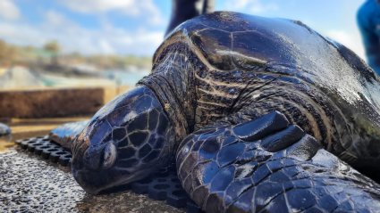 Profesora Rocío Álvarez se adjudica proyecto Fondecyt sobre investigación en el campo de la toxicológica evolutiva con tortugas marinas